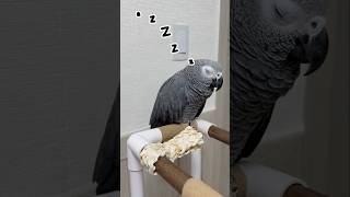 살아는 있는거지? 앵무새가 졸릴 때  회색앵무 잠바