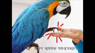 앵무새 발톱 정리 동영상 bird claw grinde…