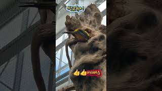 썬코뉴어 #앵무새 #shorts