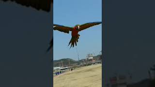 앵무새  집사의 부름에 응답하는 반려동물 (반려동물과의…