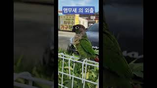 #앵무새