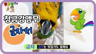 (서지산)님 앵무새 소개 E.P. 04 청금강앵무 금자소개~