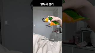 백발 백중 앵무새 뽑기 #앵무새 #parrot #반려조…