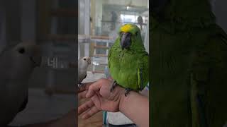 모란앵 아마존앵