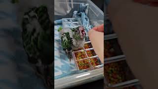 맘마를 달라!!!!! #쟈딘앵무 #jardine #parrot #앵무새 #아기새 #이유조