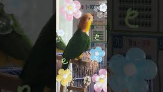 카이큐 미미#피카츄 댄스#parrot dance