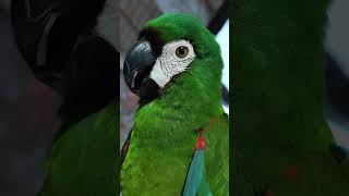 Vibrant Green On The Severe Ma…