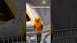 #shorts 하품하는 썬코뉴어 앵무새 
