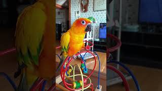 #썬코뉴어 #코뉴어먹방#토마토가 맛있어#아이맛있어