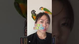 덕배만 키울땐 참.. 집이 조용했다 #세네갈앵무 #pa…