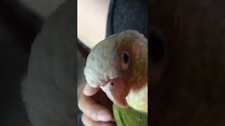 자다 깬 소망이  비몽사몽  두리번 두리번(코뉴어)