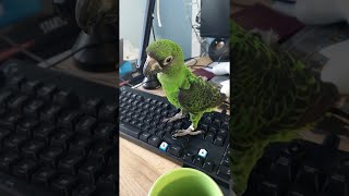 Parrot Provides Tech Support |…