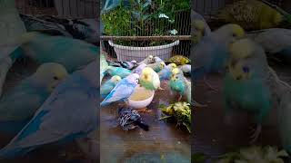 This Amazon bird toy is SO COO…