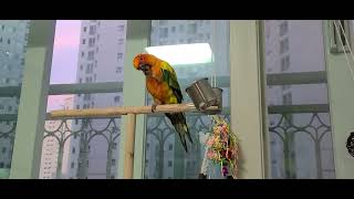 #썬코뉴어#앵무새