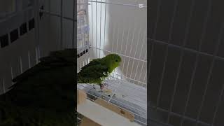 눈으로 욕하는 앵무새