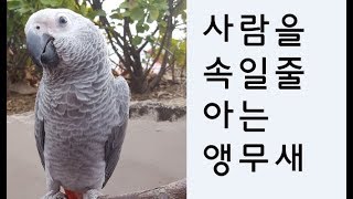 앵무새 심리와 행동 1  (사람을 속일줄 아는 앵무새)
