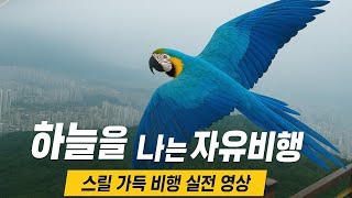 청금강앵무새, 황령산 하늘을 날다! 스릴 넘치는 자유비행