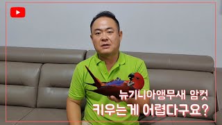 뉴기니아앵무새(eclectus) 키워보고 싶으신분은 한번 보세요^…