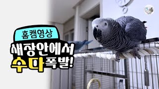 새장 안에서 수다 폭발 말하는 앵무새 회색앵무 잠바의 홈캠 CCT…