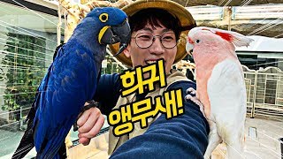 멸종위기1급, 세상에서 가장 큰 앵무새 조련하기! 파란 털, 빨간…