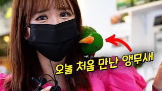 오늘 처음 만난 앵무새가 자꾸 애교를 부려요... 앵무새 카페에 …