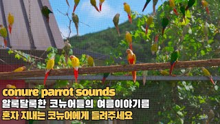 코뉴어앵무새에게 영상을 틀어주시면 영상속 친구들과 이야기를 시작합…