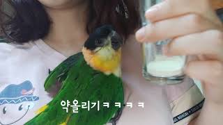 검은머리 카이큐 명태의 전쟁같은 아침시간