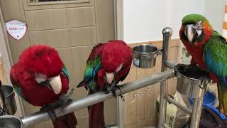 홍금강 앵무새 두아이 할리퀸 마카우 한아이의 피잣먹기