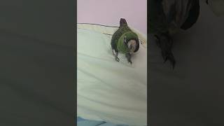 쟈딘 앵무새 코코예요