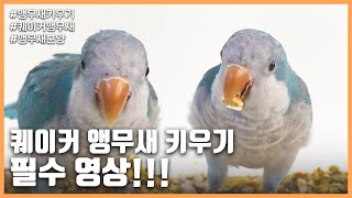 [앵무새키우기] 퀘이커 앵무새 키우기 필수 영상!!! #앵무새 #…