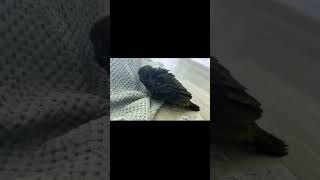 쟈딘 앵무새 말차의 애교타임이에요