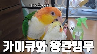 카이큐와 왕관앵무 