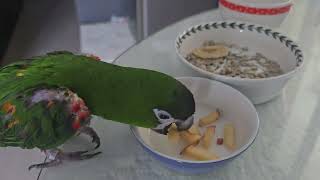 #앵무새 #한스마카우 #지루비