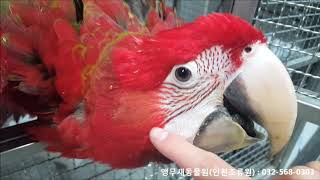 홍금강앵무새분양 (Green wing macaw for sale)