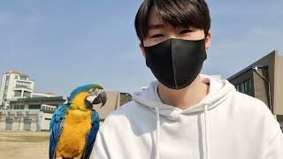 마카우 키우는 사람은 이러고 살아요...;;