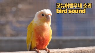 혼자있는코뉴어앵무새에게틀어주세요 conuresound birdso…