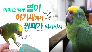 아마존앵무 키우기 / 순진한아기새가 깡패가 되어가는 과정/ 앵무새…