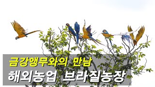 [동물의세계]야생에서 청금강,홍금강 만나기--금강앵무와 빼끼편.청…