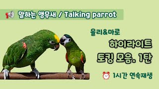 토킹모음심심한 앵무새를 위한 영상 [1탄] #말하는앵무새 #앵무새…