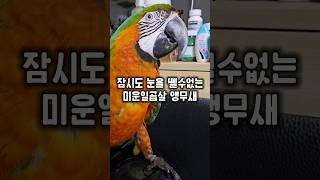 앵무새 키우지 마세요~ 사고치고도 당당합니다 ㅋㅋㅋㅋ #윙스패밀리…