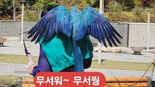 나는 대형앵무새 무서워요~ 멋짐뿜뿜 청금강 샤넬이와  앵집사 조가…