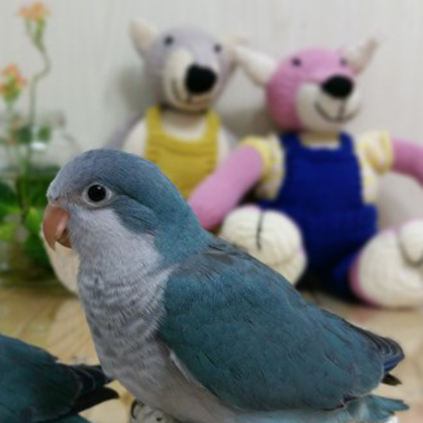 블루퀘이커